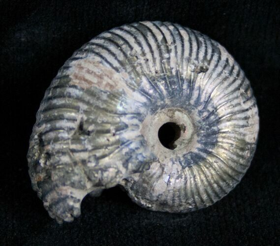 Pyritized Ammonite From Russia - #7293
